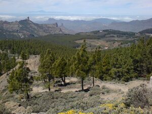 Gran canaria llanos de la pez roque nublo teide.jpg