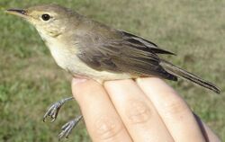 Hippolais polyglotta NRM.jpg