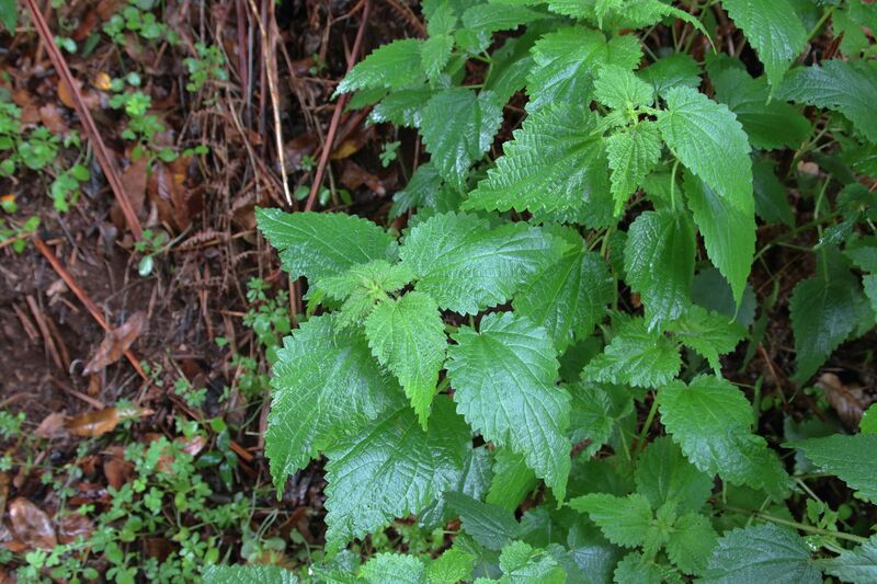 Archivo:Img 9119-urtica-morifolia-hojas-a-10-hojas-hojas.jpg