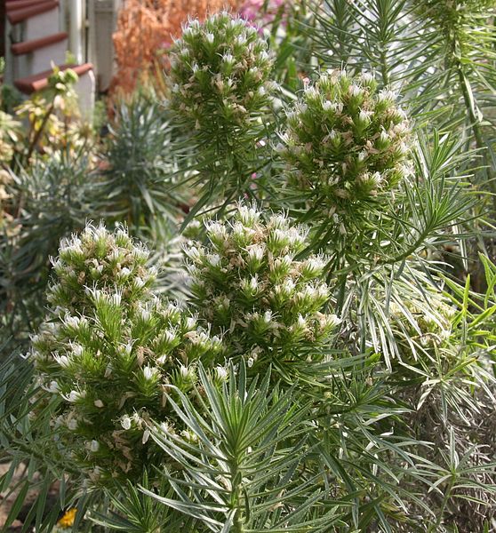 Archivo:Echium aculeatum.jpg