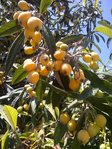 Archivo:Loquat-0.jpg