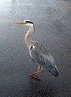 Urban Heron.JPG