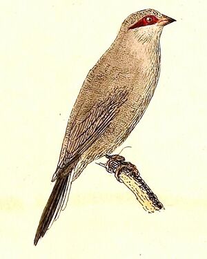 Estrilda troglodytes 1832.jpg