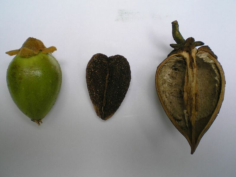 Archivo:P. tomentosa-fruit-1.jpg