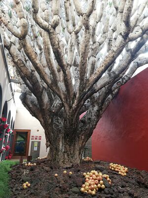 Drago de Gáldar.jpg