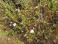 Argyranthemum adauctum subsp. canariense.jpg