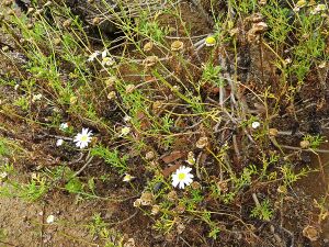Argyranthemum adauctum subsp. canariense.jpg