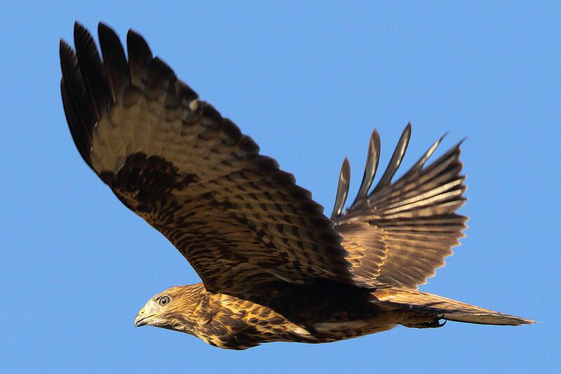 Archivo:Buteo buteo 2011-07-10 La Cañada.jpg