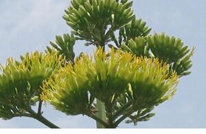 Agave americana flor.jpg