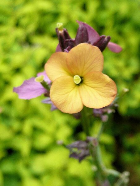 Archivo:Erysimum2009.jpg
