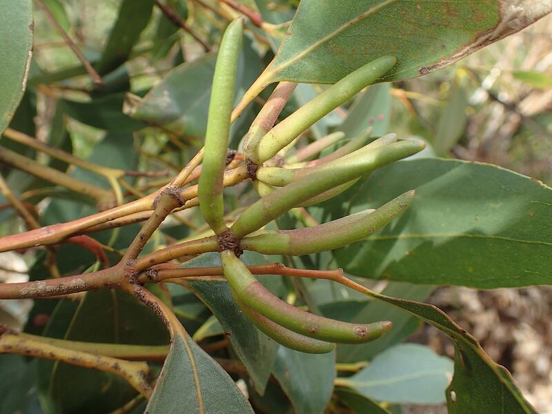 Archivo:Eucalyptus cornuta buds(2).jpg