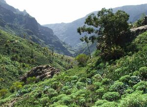 Lagomera0001.jpg