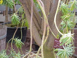 Euphorbia obtusifolia1.jpg