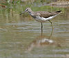 Green Sandpiper (Tringa ochropus)- In Breeding plumage at Bharatpur I IMG 5533.jpg