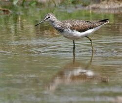 Green Sandpiper (Tringa ochropus)- In Breeding plumage at Bharatpur I IMG 5533.jpg