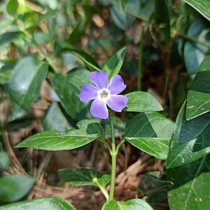 Vinca major (Apocynaceae), Mexico.jpg