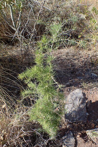 Archivo:Asparagus pastorianus kz2.jpg