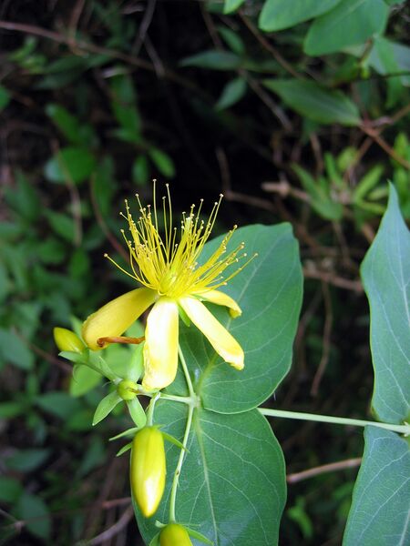 Archivo:Hypericum grandifolium20080608.jpg