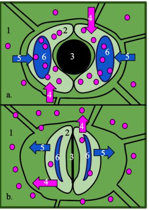 Stoma Opening Closing.svg