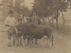 Campesinos con vaca basta canaria..jpg