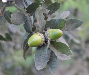 Bellotas de alcornoque.JPG