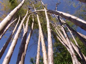 Asparagus scoparius (15).JPG