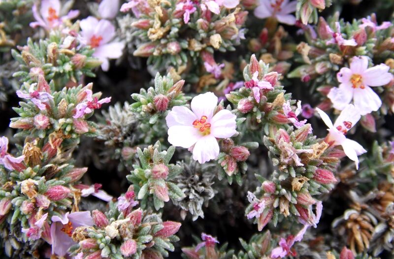 Archivo:Frankenia capitata kz3.JPG