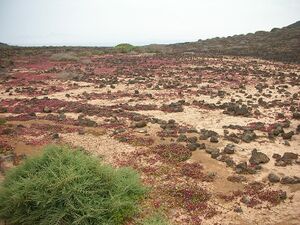 Lobos Island interior detail.jpg