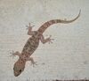 Hemidactylus turcicus on a wall in Greece.jpg
