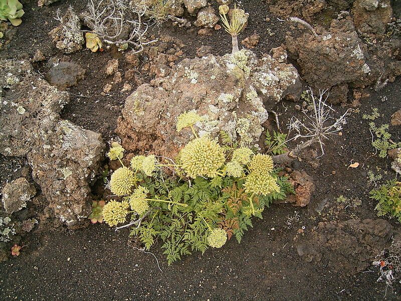 Archivo:Todaroa aurea (Fuencaliente) 01 ies.jpg