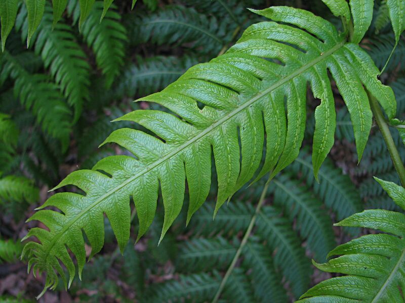 Archivo:Píjara (Woodwardia radicans).JPG