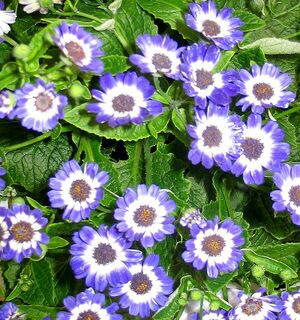 Cineraria.jpg