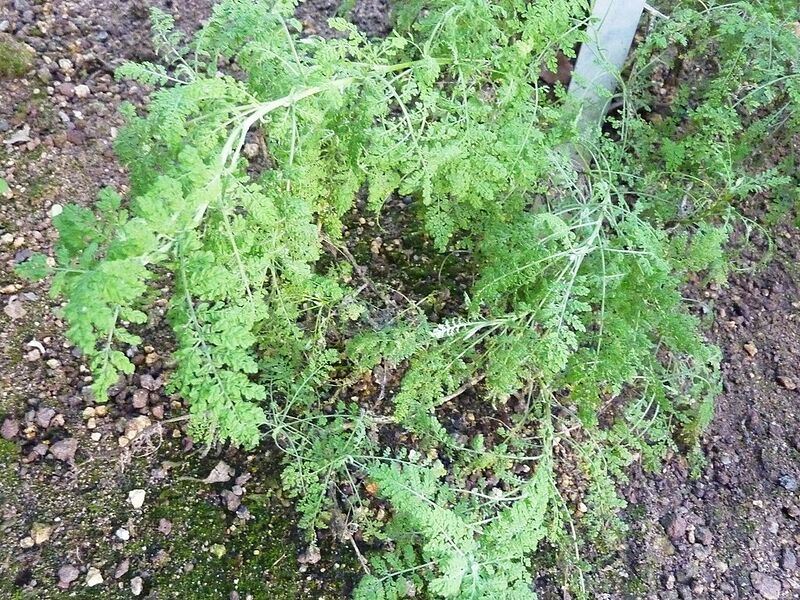 Archivo:Descurainia millefolia.jpg