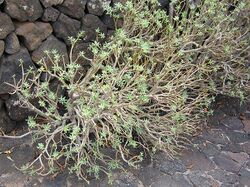 Euphorbia balsamifera.jpg