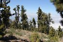 Pinar de Garafía