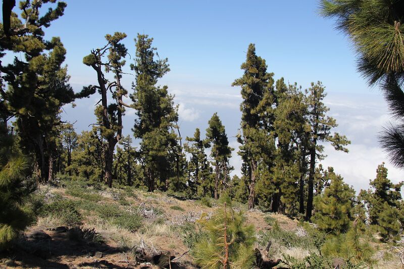 Archivo:RK1403 9529 Pinar de Garafia.jpg