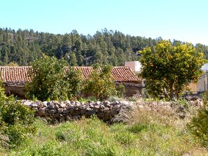 Vilaflor orange trees.jpg
