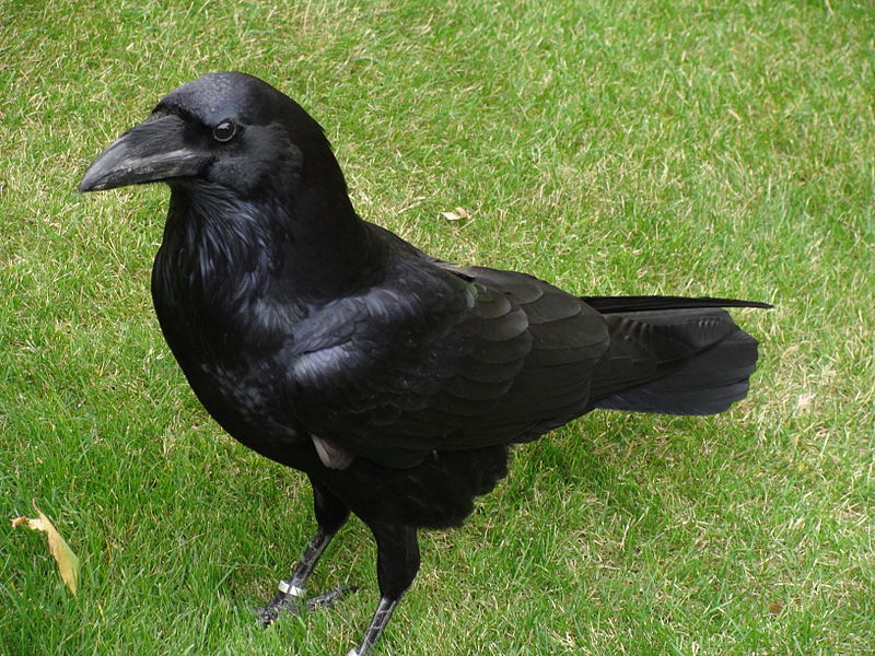 Archivo:Corvus corax.001 - Tower of London.JPG