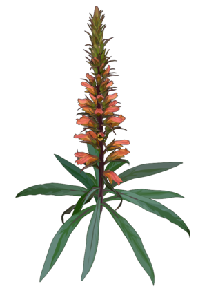 Isoplexis isabelliana (Webb & Berthel.) Masf.