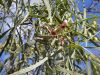 Acacia salicina pod.jpg
