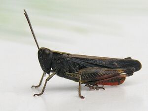 Salton en Bastavales Brion Galiza 1.JPG