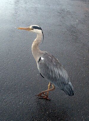 Urban Heron.jpg