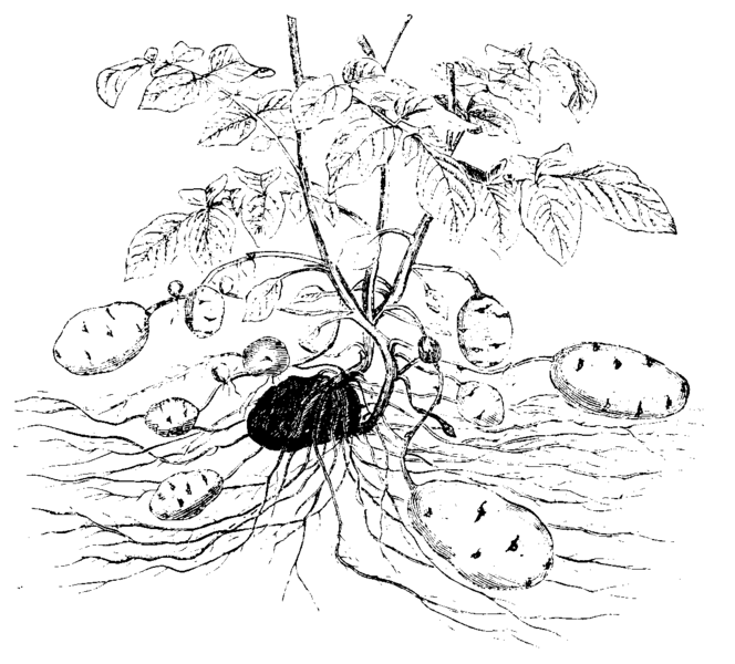 Archivo:Solanum toberosum ex Strasburger 1900.png