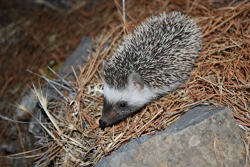 Archivo:Fotitas 737.jpg