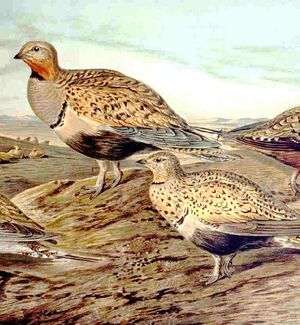 Pterocles orientalis.jpg