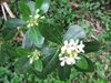 Pittosporum undulatum (Flower) 2.jpg