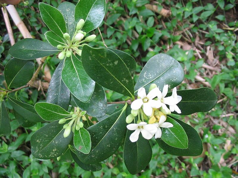 Archivo:Pittosporum undulatum (Flower) 2.jpg