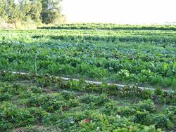Organic-vegetable-cultivation.jpeg