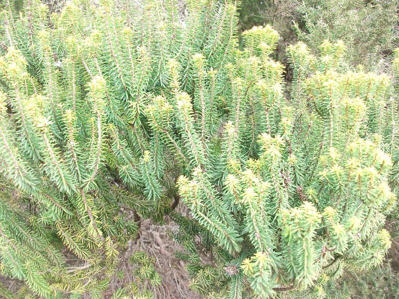 Archivo:Erica platycodon Teg.jpg