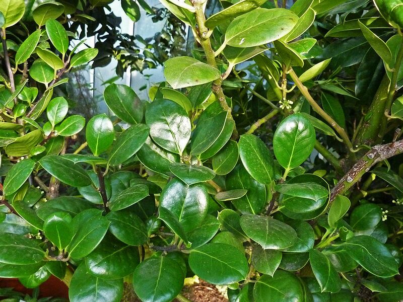 Archivo:Ilex perado.jpg